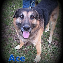 Thumbnail photo of Ace #2