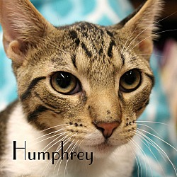Thumbnail photo of Humphrey #2