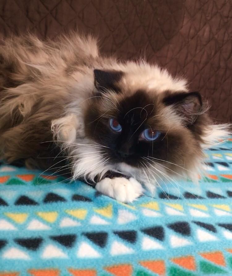 dba ragdoll