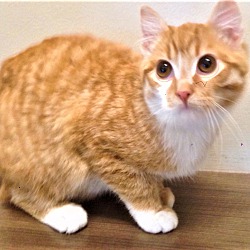 Photo of ADOPTED!!!   Cheeto