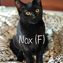 Photo of NOX