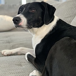 Northville MI Treeing Walker Coonhound Border Collie. Meet