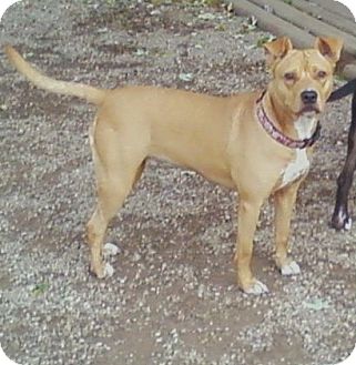 american pitbull terrier for sale in ohio goldie adopted dog toledo oh american pit bull terrier pug mix american pitbull terrier for sale in ohio goldie adopted dog toledo oh american pit bull terrier pug mix