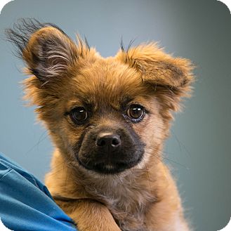chow chow pekingese mix