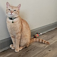 adopt a pet
