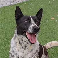 adopt-pet