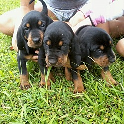 Photo of Black and Tan Coonhound pups