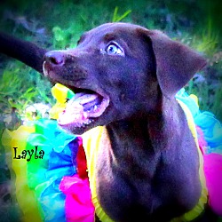 Thumbnail photo of Layla~meet me~ #2