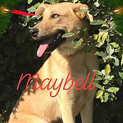 Thumbnail photo of Maybelle #1