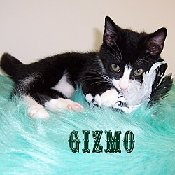 Thumbnail photo of GIZMO - very dog like 10 wks #1