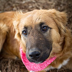 Thumbnail photo of Sandy/adopted! #1