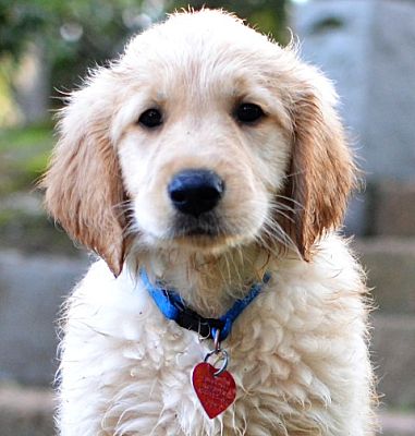 Enfield, CT - Golden Retriever. Meet Sundance a Pet for Adoption ...