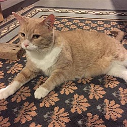 Thumbnail photo of Allen - Adopted 09.08.16 #3