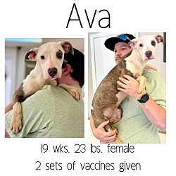 Thumbnail photo of Ava #1