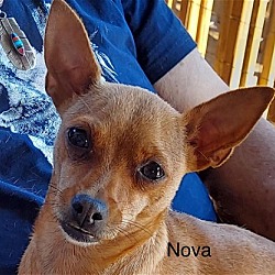 Thumbnail photo of Nova #2