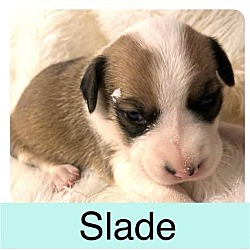 Thumbnail photo of Slade #3
