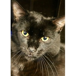 Thumbnail photo of Nero - Available in Foster #2