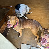 adopt a pet