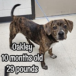 Thumbnail photo of Oakley #4