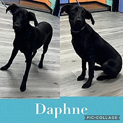 Thumbnail photo of Daphne/URGENT #2