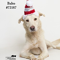 Thumbnail photo of Balto #1