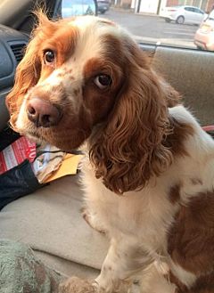cocker spaniel adoption center