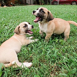 Thumbnail photo of Puppies!! #2