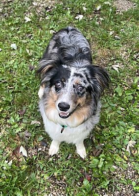 Amherst, OH - Australian Shepherd. Meet LUNA-Pending Adoption a Pet for ...