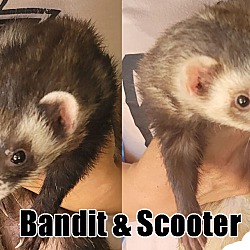 Photo of Bandit & Scooter