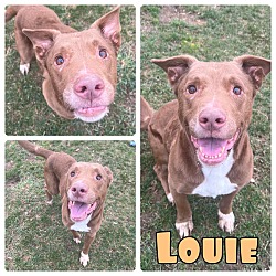 Photo of Louie