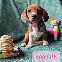 Photo of Beans - PENDING