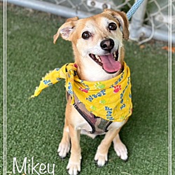 Photo of MIKEY (rescue only)