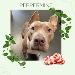 Thumbnail photo of Peppermint #1