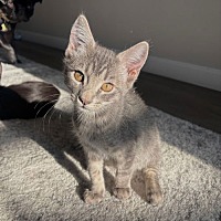 adopt a pet