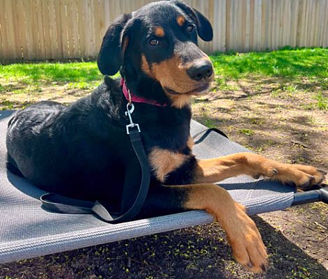 Brooklyn Center, MN - Springer Spaniel/Rottweiler. Meet Cora a Pet for ...