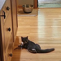 adopt a pet