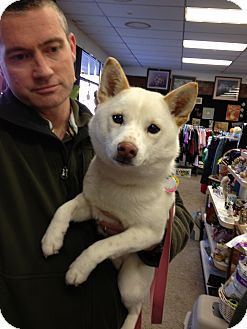 Ogden Ut Shiba Inu Meet Holly A Pet For Adoption