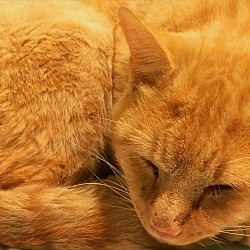 Thumbnail photo of Orange Cat #3