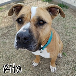 Photo of Rita (Pen 19)