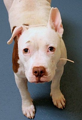 french bulldog rescue mn