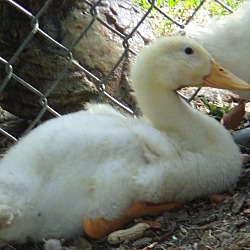 Thumbnail photo of Pekin Ducklings #4