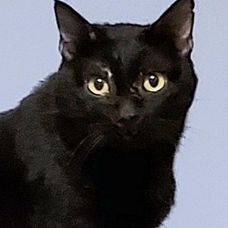 Thumbnail photo of Blushy Panther #2