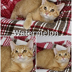 Photo of Watermelon