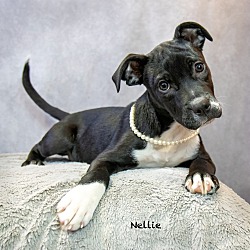 Photo of Nellie Adoption Pending