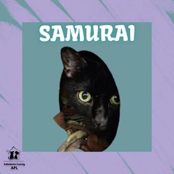 Photo of Samurai