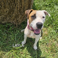 Thumbnail photo of Layla #1