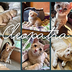 Thumbnail photo of Cleopatra #3