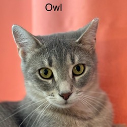 Thumbnail photo of Owl #2