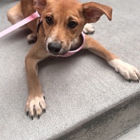 adopt a pet