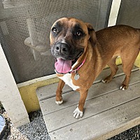 adopt a pet